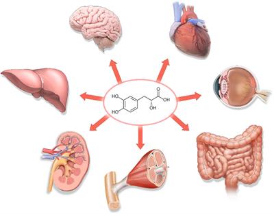 Protective effects of Salvianic acid A against multiple-organ ischemia-reperfusion injury: a review